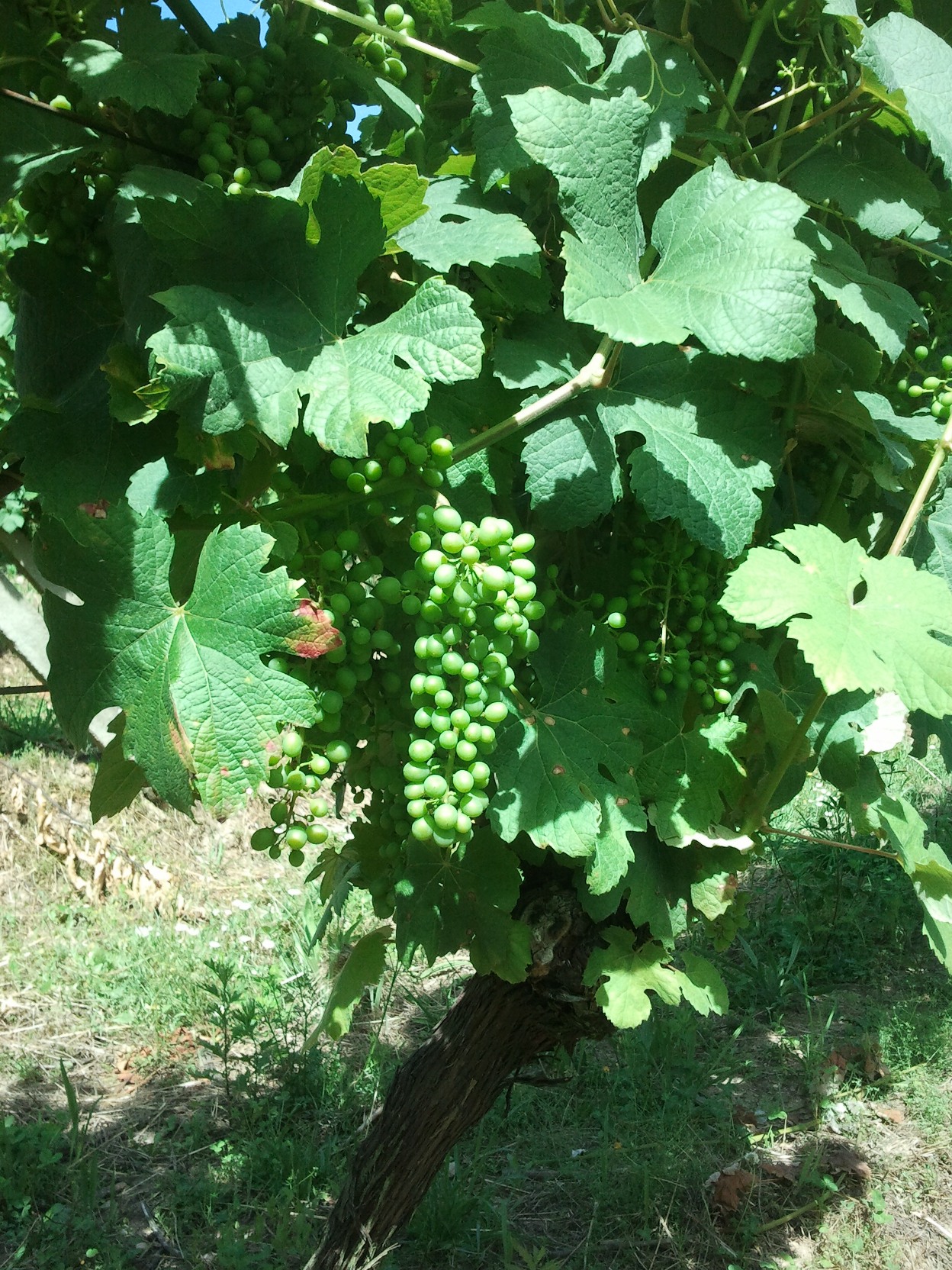 Racimo de brancellao en Canda